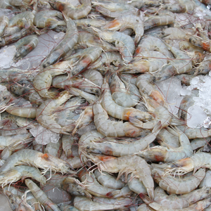 Pacific White Shrimp